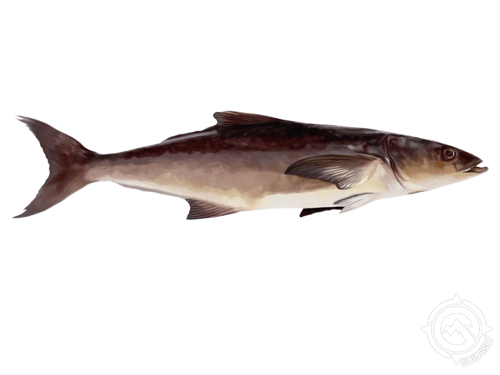 Cobia